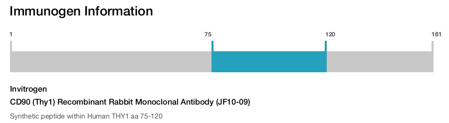 CD90 (Thy1) Recombinant Rabbit Monoclonal Antibody (JF10-09)