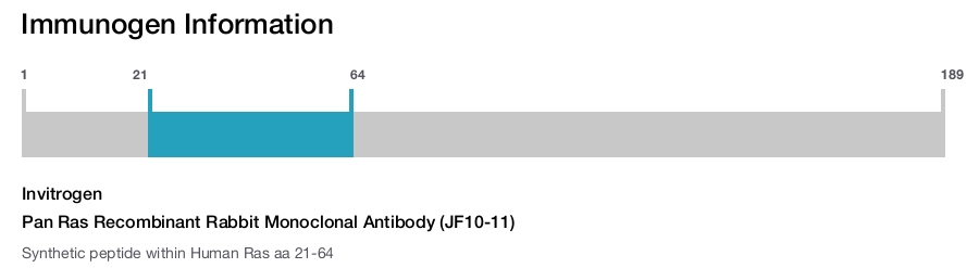 Pan Ras Recombinant Rabbit Monoclonal Antibody (JF10-11)