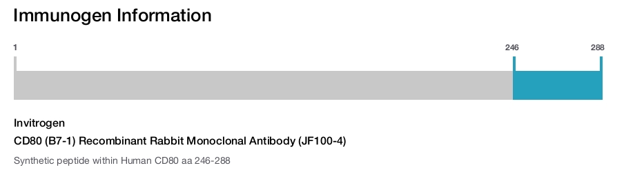 CD80 (B7-1) Recombinant Rabbit Monoclonal Antibody (JF100-4)