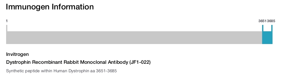 Dystrophin Recombinant Rabbit Monoclonal Antibody (JF1-022)