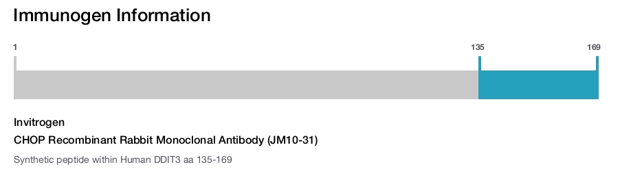 CHOP Recombinant Rabbit Monoclonal Antibody (JM10-31)