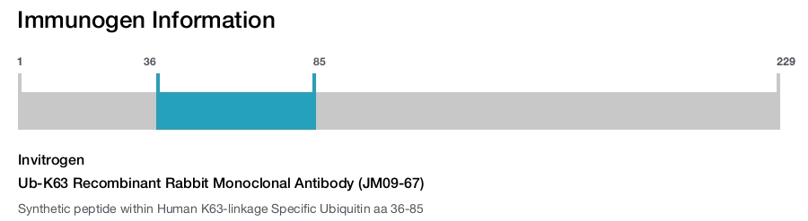 Ub-K63 Recombinant Rabbit Monoclonal Antibody (JM09-67)