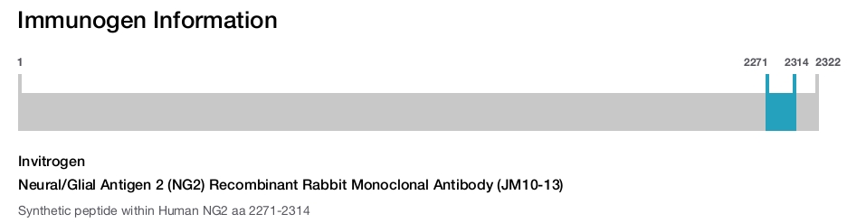 Neural/Glial Antigen 2 (NG2) Recombinant Rabbit Monoclonal Antibody (JM10-13)
