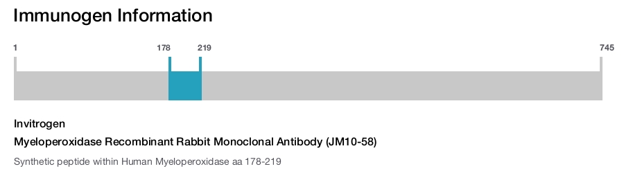 Myeloperoxidase Recombinant Rabbit Monoclonal Antibody (JM10-58)