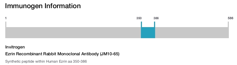 Ezrin Recombinant Rabbit Monoclonal Antibody (JM10-65)