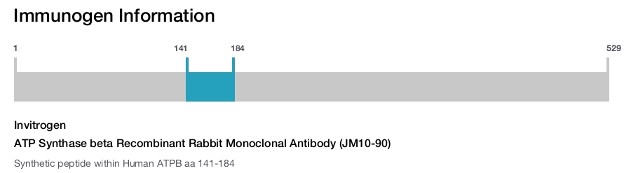 ATP Synthase beta Recombinant Rabbit Monoclonal Antibody (JM10-90)