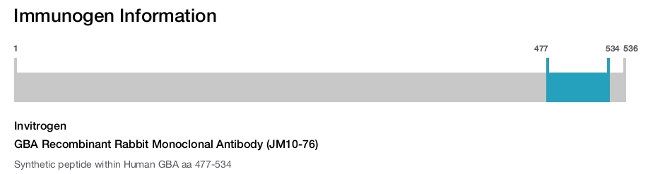GBA Recombinant Rabbit Monoclonal Antibody (JM10-76)