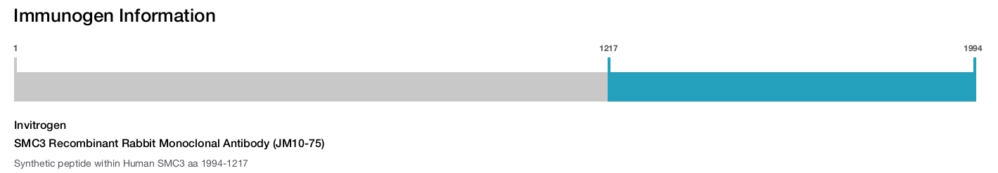 SMC3 Recombinant Rabbit Monoclonal Antibody (JM10-75)