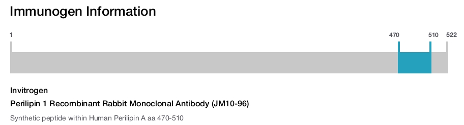 Perilipin 1 Recombinant Rabbit Monoclonal Antibody (JM10-96)