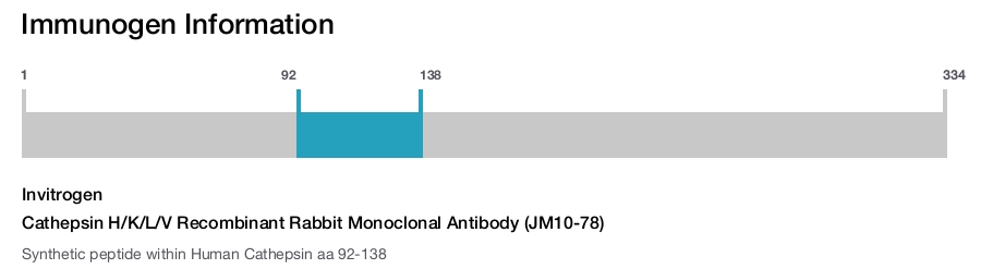 Cathepsin H/K/L/V Recombinant Rabbit Monoclonal Antibody (JM10-78)