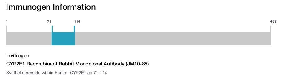 CYP2E1 Recombinant Rabbit Monoclonal Antibody (JM10-85)
