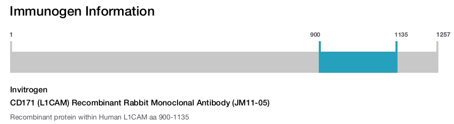 CD171 (L1CAM) Recombinant Rabbit Monoclonal Antibody (JM11-05)