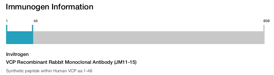 VCP Recombinant Rabbit Monoclonal Antibody (JM11-15)