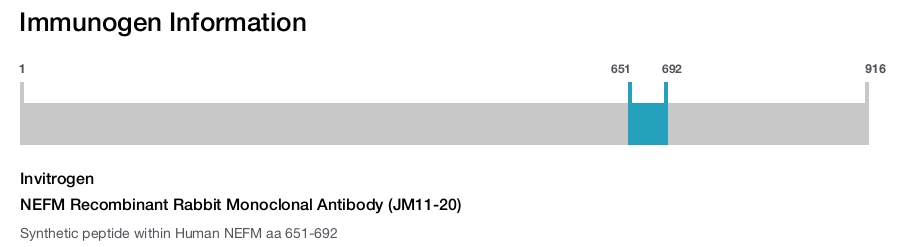 NEFM Recombinant Rabbit Monoclonal Antibody (JM11-20)
