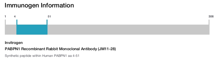 PABPN1 Recombinant Rabbit Monoclonal Antibody (JM11-28)