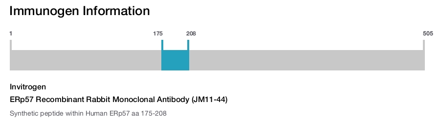ERp57 Recombinant Rabbit Monoclonal Antibody (JM11-44)