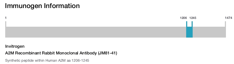 A2M Recombinant Rabbit Monoclonal Antibody (JM81-41)
