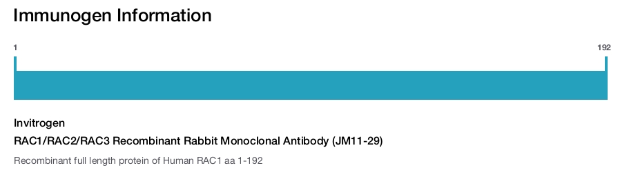 RAC1/RAC2/RAC3 Recombinant Rabbit Monoclonal Antibody (JM11-29)
