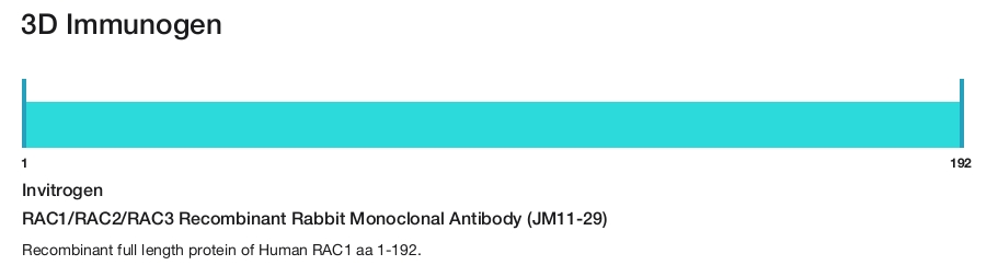 RAC1/RAC2/RAC3 Recombinant Rabbit Monoclonal Antibody (JM11-29)