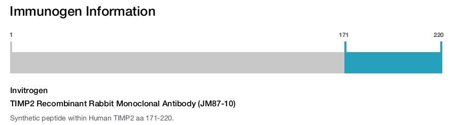 TIMP2 Recombinant Rabbit Monoclonal Antibody (JM87-10)
