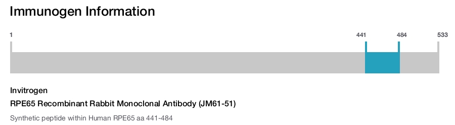 RPE65 Recombinant Rabbit Monoclonal Antibody (JM61-51)