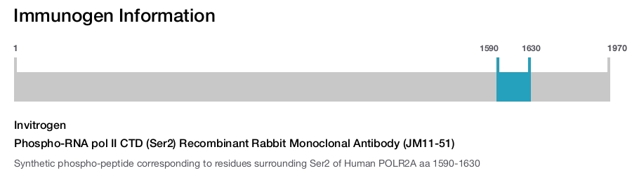 Phospho-RNA pol II CTD (Ser2) Recombinant Rabbit Monoclonal Antibody (JM11-51)