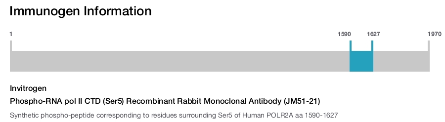 Phospho-RNA pol II CTD (Ser5) Recombinant Rabbit Monoclonal Antibody (JM51-21)