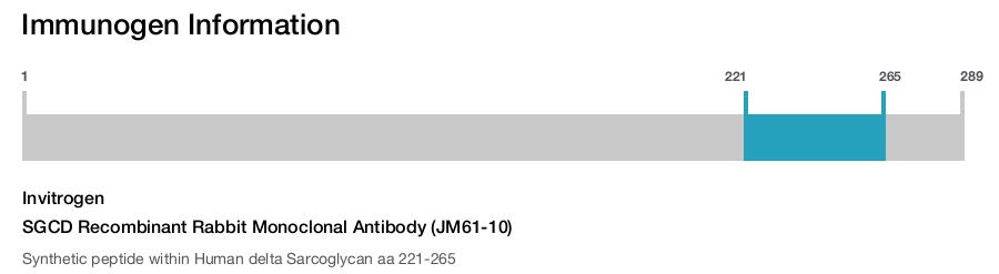 SGCD Recombinant Rabbit Monoclonal Antibody (JM61-10)