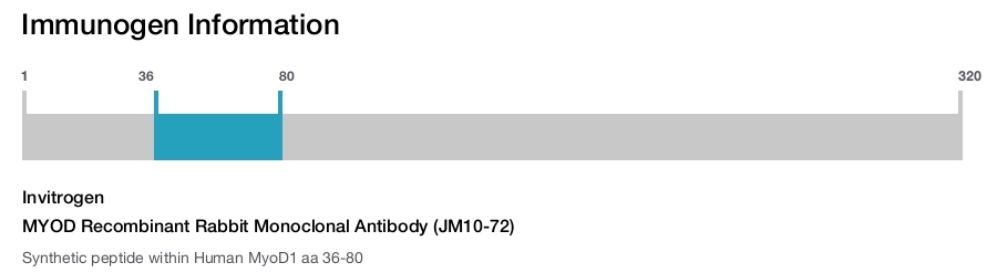 MYOD Recombinant Rabbit Monoclonal Antibody (JM10-72)