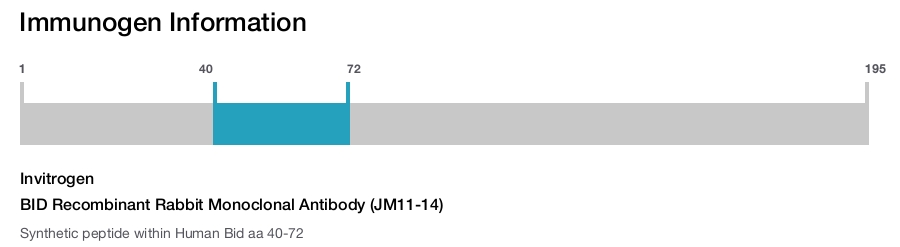BID Recombinant Rabbit Monoclonal Antibody (JM11-14)