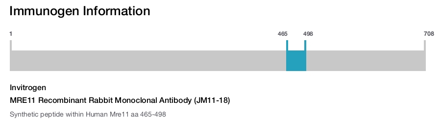 MRE11 Recombinant Rabbit Monoclonal Antibody (JM11-18)