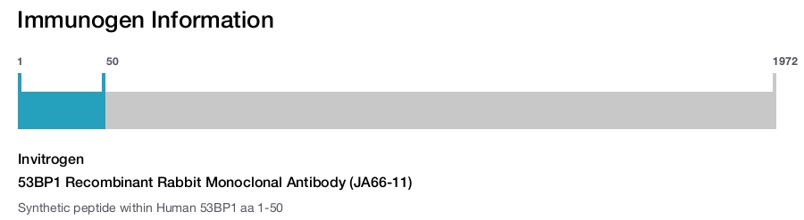 53BP1 Recombinant Rabbit Monoclonal Antibody (JA66-11)