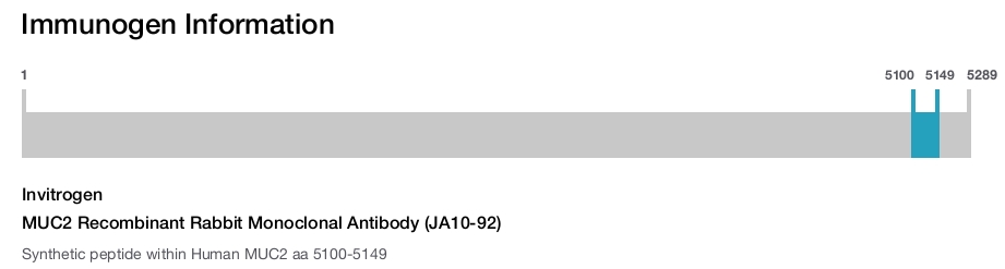 MUC2 Recombinant Rabbit Monoclonal Antibody (JA10-92)