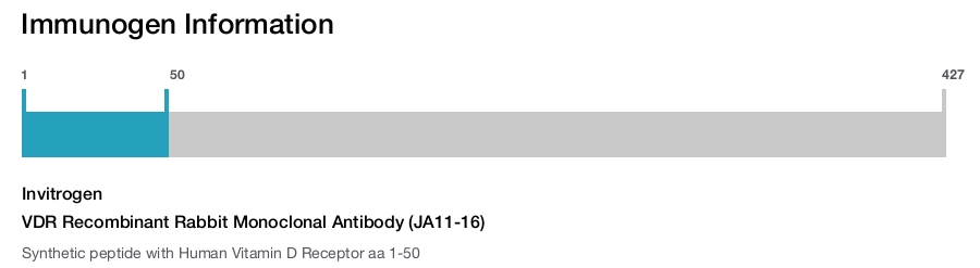 VDR Recombinant Rabbit Monoclonal Antibody (JA11-16)