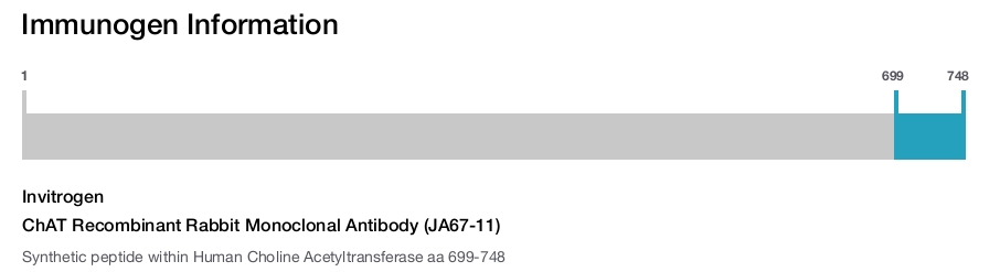 ChAT Recombinant Rabbit Monoclonal Antibody (JA67-11)