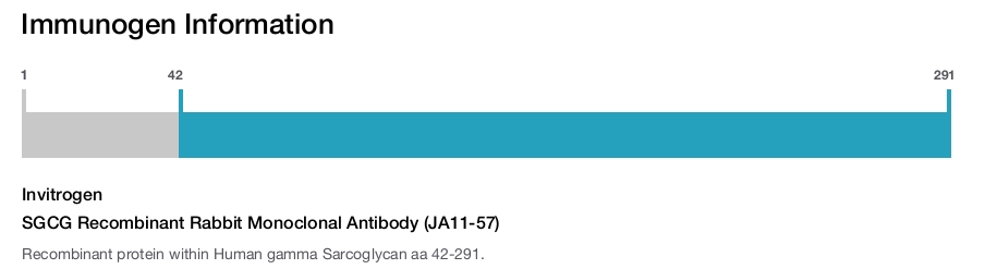 SGCG Recombinant Rabbit Monoclonal Antibody (JA11-57)