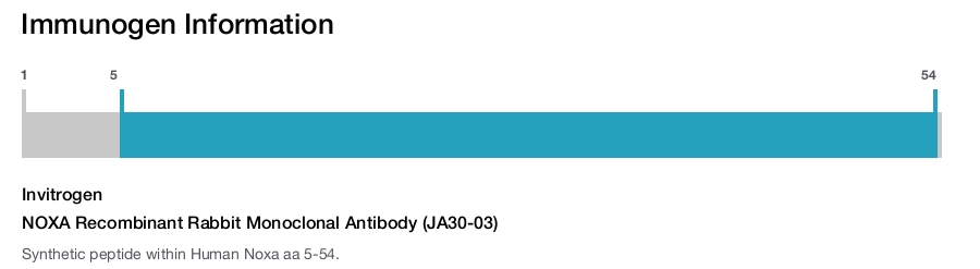 NOXA Recombinant Rabbit Monoclonal Antibody (JA30-03)