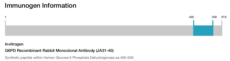 G6PD Recombinant Rabbit Monoclonal Antibody (JA31-40)