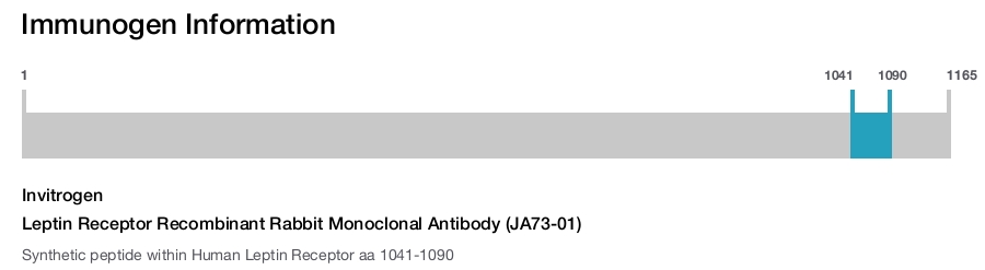 Leptin Receptor Recombinant Rabbit Monoclonal Antibody (JA73-01)
