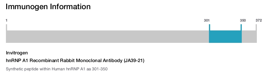 hnRNP A1 Recombinant Rabbit Monoclonal Antibody (JA39-21)