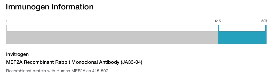 MEF2A Recombinant Rabbit Monoclonal Antibody (JA33-04)