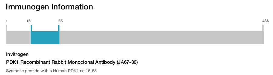 PDK1 Recombinant Rabbit Monoclonal Antibody (JA67-30)