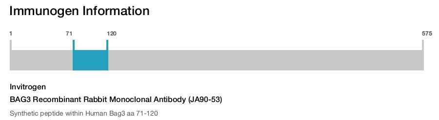 BAG3 Recombinant Rabbit Monoclonal Antibody (JA90-53)
