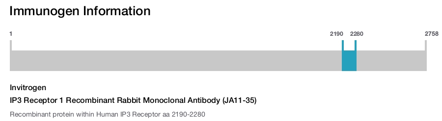 IP3 Receptor 1 Recombinant Rabbit Monoclonal Antibody (JA11-35)