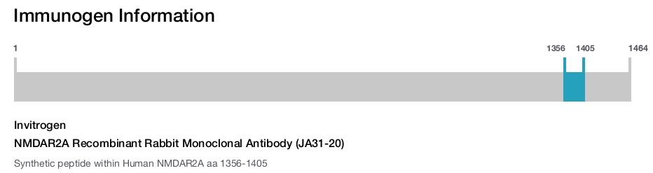 NMDAR2A Recombinant Rabbit Monoclonal Antibody (JA31-20)