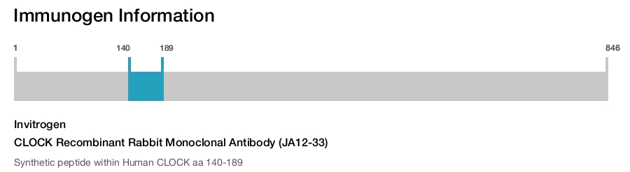 CLOCK Recombinant Rabbit Monoclonal Antibody (JA12-33)
