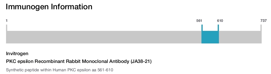 PKC epsilon Recombinant Rabbit Monoclonal Antibody (JA38-21)