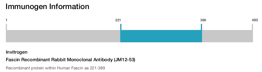 Fascin Recombinant Rabbit Monoclonal Antibody (JM12-53)