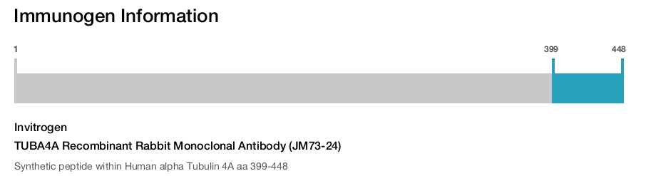 TUBA4A Recombinant Rabbit Monoclonal Antibody (JM73-24)