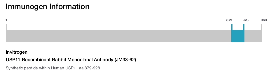 USP11 Recombinant Rabbit Monoclonal Antibody (JM33-62)
